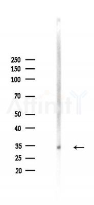 Phospho-Annexin A2 (Tyr238) Antibody - Western blot analysis of lysates from Mouse lung, using Phospho-Annexin A2 (Tyr238) Antibody at 1/1000 dilution.