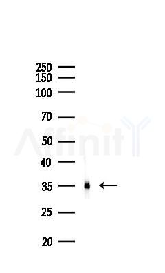 Phospho-MyoD1 (Thr115) Antibody - Western blot analysis of lysates from Hela cells(heat-shock,45min treatment), using Phospho-MyoD1 (Thr115) Antibody at 1/1000 dilution.