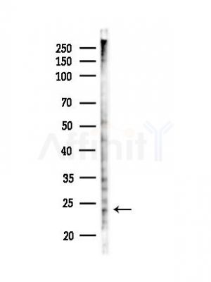 Phospho-Phospholamban (Ser16/Thr17) Antibody - Western blot analysis of lysates from RAW264.