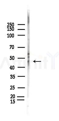 Phospho-C/EBP alpha (Thr226) Antibody - Western blot analysis of lysates from Rat brain, using Phospho-C/EBP alpha (Thr226) Antibody at 1/1000 dilution.