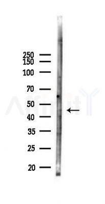 Phospho-GSK3 beta (Ser25) Antibody - Western blot analysis of lysates from B16F10-LUC cells(starvation,24h treatment), using Phospho-GSK3 beta (Ser25) Antibody at 1/1000 dilution.