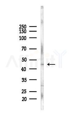 Phospho-YB1 (Tyr162) Antibody - Western blot analysis of lysates from Hela cells(heat-shock,45min treatment), using Phospho-YB1 (Tyr162) Antibody at 1/1000 dilution.