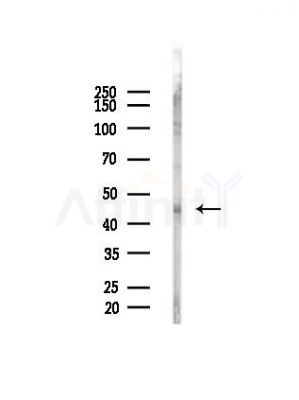 Phospho-MEK1 (Ser298) Antibody - Western blot analysis of lysates from Mouse liver, using Phospho-MEK1 (Ser298) Antibody at 1/1000 dilution.