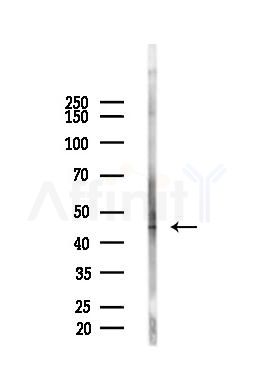 Phospho-MEK1 (Thr386) Antibody - Western blot analysis of lysates from Mouse liver, using Phospho-MEK1 (Thr386) Antibody at 1/1000 dilution.