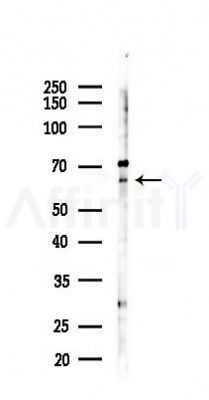 Phospho-STK3 (Ser316) Antibody - Western blot analysis of lysates from RAW264.