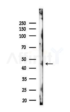 Phospho-SKP2/p45 (Thr417) Antibody - Western blot analysis of lysates from Rat testis, using Phospho-SKP2/p45 (Thr417) Antibody at 1/1000 dilution.