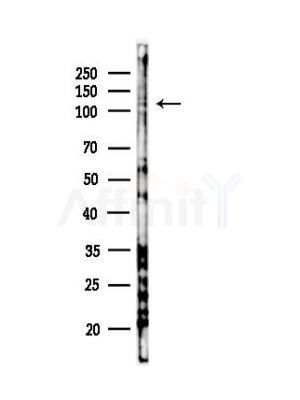 Phospho-TLR4 (Ser800) Antibody - Western blot analysis of lysates from RAW264.