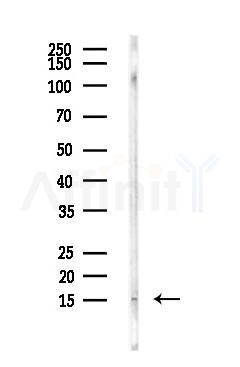 FABP7 Antibody - Western blot analysis of lysates from COLO205 cells(LPS,4h treatment), using FABP7 Antibody at 1/1000 dilution.