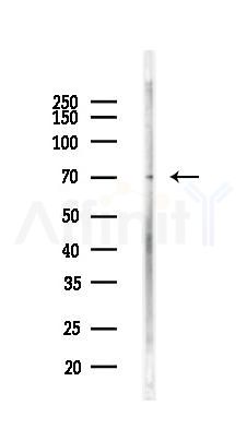 HNF1A Antibody - Western blot analysis of lysates from Mouse liver, using HNF1A Antibody at 1/1000 dilution.