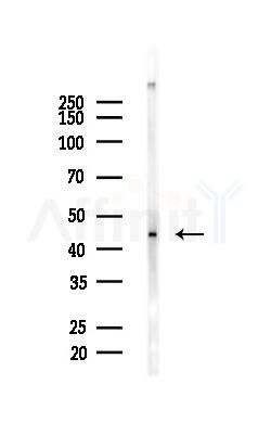 EIF4A1 Antibody - Western blot analysis of lysates from Mouse liver, using EIF4A1 Antibody at 1/1000 dilution.