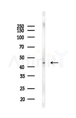 EIF4A1 Antibody - Western blot analysis of lysates from COLO205 cells(LPS,4h treatment), using EIF4A1 Antibody at 1/1000 dilution.