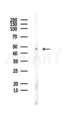 EIF4A1 Antibody - Western blot analysis of lysates from PC12 cells, using EIF4A1 Antibody at 1/1000 dilution.