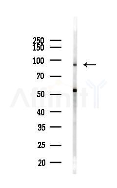 CDC5L Antibody - Western blot analysis of lysates from Mouse liver, using CDC5L Antibody at 1/1000 dilution.