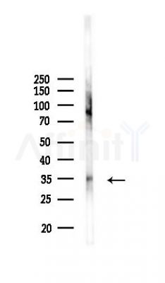 MyoD1 Antibody - Western blot analysis of lysates from PC12 cells, using MyoD1 Antibody at 1/1000 dilution.