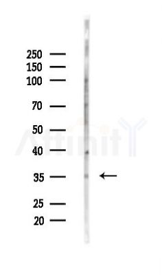 osterix Antibody - Western blot analysis of lysates from Mouse testis, using osterix Antibody at 1/1000 dilution.