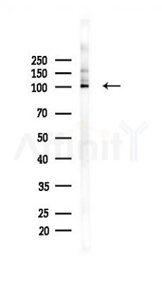 CUL4B Antibody - Western blot analysis of lysates from Mouse testis, using CUL4B Antibody at 1/1000 dilution.