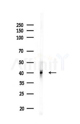 ATG3 Antibody - Western blot analysis of lysates from HUVEC cells(LPS,4h treatment), using ATG3 Antibody at 1/1000 dilution.
