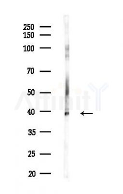 ATG3 Antibody - Western blot analysis of lysates from COLO205 cells(heat-shock,45min treatment), using ATG3 Antibody at 1/1000 dilution.
