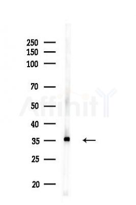 Annexin A2 Antibody - Western blot analysis of lysates from HUVEC cells(LPS,4h treatment), using Annexin A2 Antibody at 1/1000 dilution.