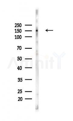 MYPT1 Antibody - Western blot analysis of lysates from Mouse testis, using MYPT1 Antibody at 1/1000 dilution.