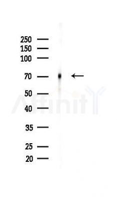 TAK1 Antibody - Western blot analysis of lysates from Mouse testis, using TAK1 Antibody at 1/1000 dilution.
