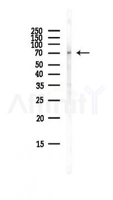 PAK3 Antibody - Western blot analysis of lysates from Mouse brain, using PAK3 Antibody at 1/1000 dilution.