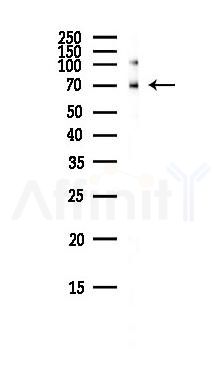A-RAF Antibody - Western blot analysis of lysates from RAW264.