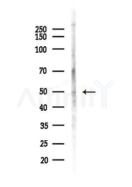 Coagulation Factor III Antibody - Western blot analysis of lysates from LoVo cells(heat-shock, 45min treatment), using Coagulation Factor III Antibody at 1/1000 dilution.