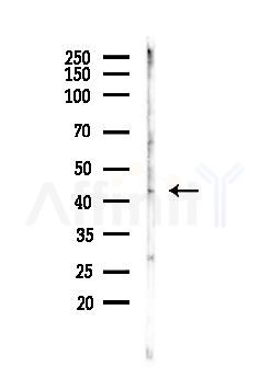 CREB Antibody - Western blot analysis of lysates from A375 cells(heat-shock, 45min treatment), using CREB Antibody at 1/1000 dilution.