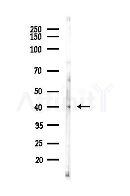 CREB Antibody - Western blot analysis of lysates from LoVo cells(heat-shock, 45min treatment), using CREB Antibody at 1/1000 dilution.