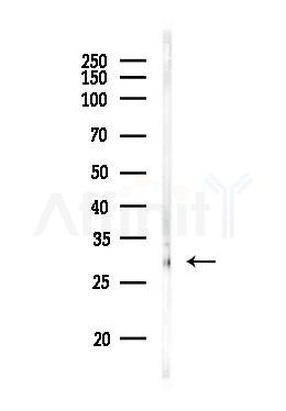 ATF1 Antibody - Western blot analysis of lysates from PC12 cells, using ATF1 Antibody at 1/1000 dilution.