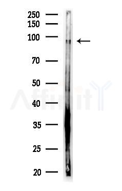 MCM3 Antibody - Western blot analysis of lysates from HUVEC cells(LPS, 4h treatment), using MCM3 Antibody at 1/1000 dilution.
