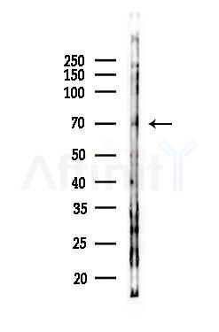 WEE1 Antibody - Western blot analysis of lysates from COLO205 cells(LPS, 4h treatment), using WEE1 Antibody at 1/1000 dilution.