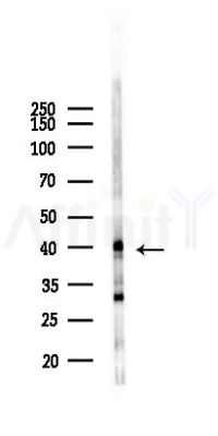 C/EBP alpha Antibody - Western blot analysis of lysates from Mouse liver, using C/EBP alpha Antibody at 1/1000 dilution.