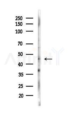 GSK3 beta Antibody - Western blot analysis of lysates from Mouse testis, using GSK3 beta Antibody at 1/1000 dilution.