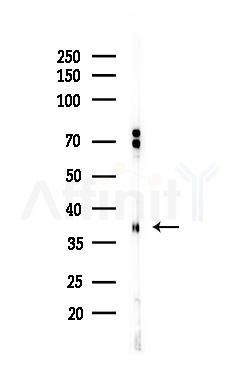 CDK7 Antibody - Western blot analysis of lysates from Mouse testis, using CDK7 Antibody at 1/1000 dilution.