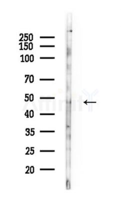 YB1 Antibody - Western blot analysis of lysates from A375 cells(heat-shock,45min treatment), using YB1 Antibody at 1/1000 dilution.