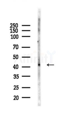 CKII alpha Antibody - Western blot analysis of lysates from Mouse testis, using CKII alpha Antibody at 1/1000 dilution.