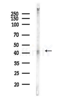 CKII alpha Antibody - Western blot analysis of lysates from PC12 cells, using CKII alpha Antibody at 1/1000 dilution.
