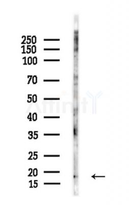 Histone H3 Antibody - Western blot analysis of lysates from Mouse testis, using Histone H3 Antibody at 1/1000 dilution.