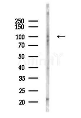 PSD95 Antibody - Western blot analysis of lysates from Mouse testis, using PSD95 Antibody at 1/1000 dilution.