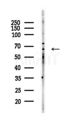 FOXO4 Antibody - Western blot analysis of lysates from Mouse testis, using FOXO4 Antibody at 1/1000 dilution.