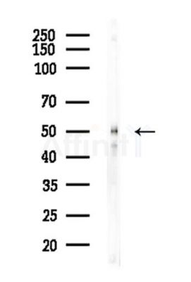 RUNX1 / AML1 Antibody - Western blot analysis of lysates from A375 cells(heat-shock,45min treatment), using RUNX1 / AML1 Antibody at 1/1000 dilution.
