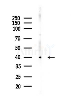 TDP43 Antibody - Western blot analysis of lysates from Mouse testis, using TDP43 Antibody at 1/1000 dilution.