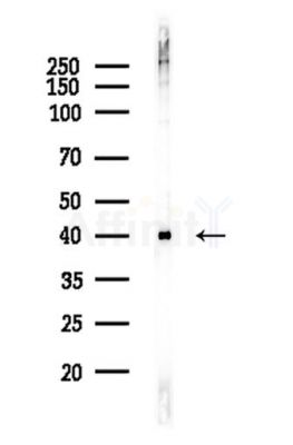 TDP43 Antibody - Western blot analysis of lysates from PC12 cells, using TDP43 Antibody at 1/1000 dilution.