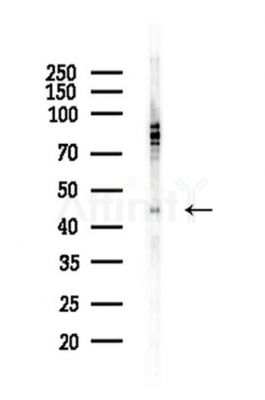 CaMKII Antibody - Western blot analysis of lysates from Mouse testis, using CaMKII Antibody at 1/1000 dilution.
