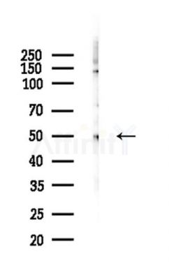RUNX2 Antibody - Western blot analysis of lysates from Mouse testis, using RUNX2 Antibody at 1/1000 dilution.