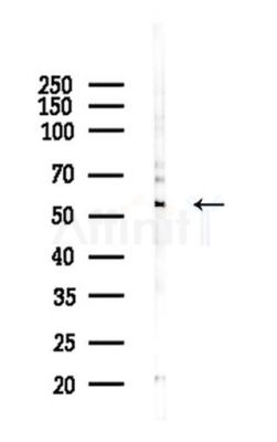 IRF3 Antibody - Western blot analysis of lysates from Mouse testis, using IRF3 Antibody at 1/1000 dilution.