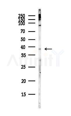 PRAS40 Antibody - Western blot analysis of lysates from COLO205 cells(heat-shock,45min treatment), using PRAS40 Antibody at 1/1000 dilution.