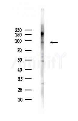 Phospho-LGR5 (Thr842) Antibody - Western blot analysis of lysates from 293 cells(heat-shock,45min treatment), using Phospho-LGR5 (Thr842) Antibody at 1/1000 dilution.